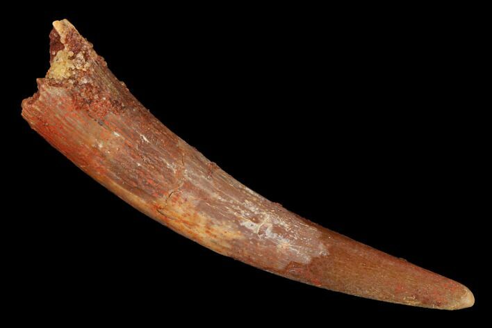 Large, Fossil Pterosaur (Siroccopteryx) Tooth - Morocco #164263
